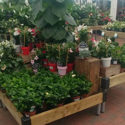 Assumptions Used When Calculating Projections