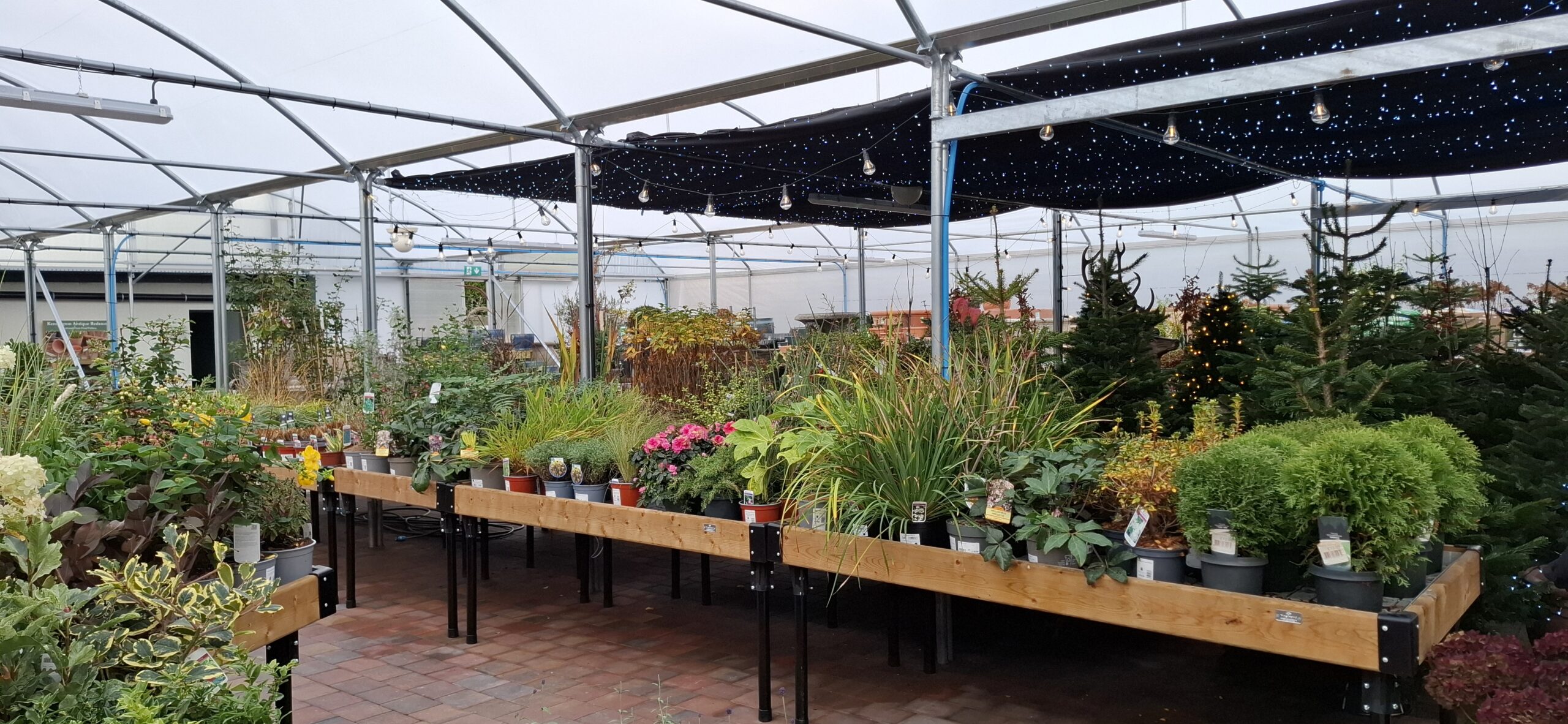 plants displayed on a garden centre display table